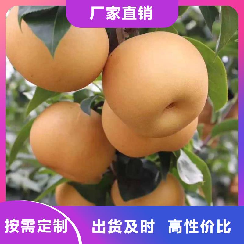 梨梨樹苗基地訂購
