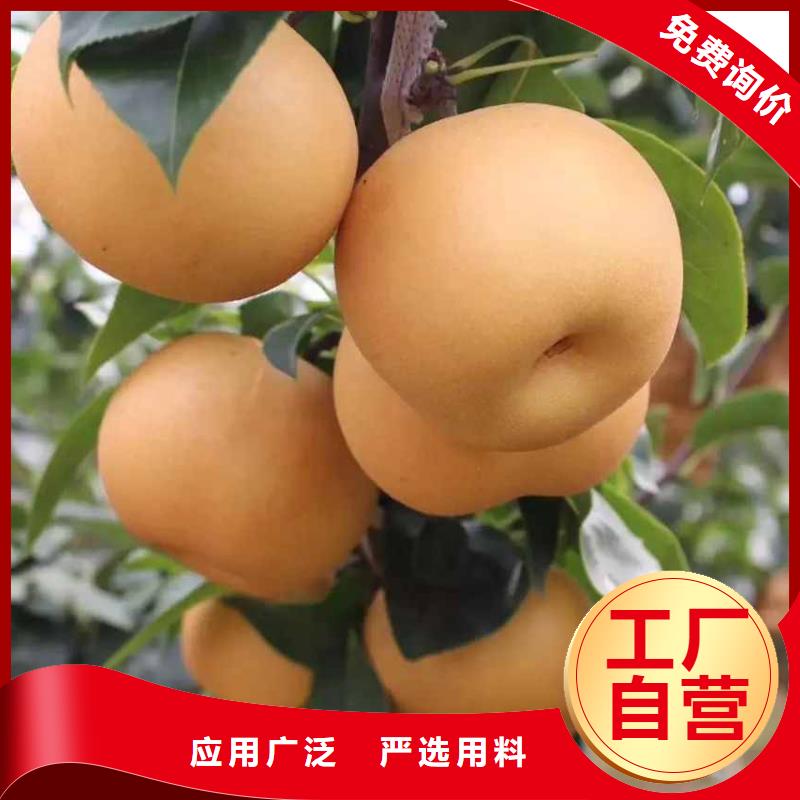 秋月梨苗品種