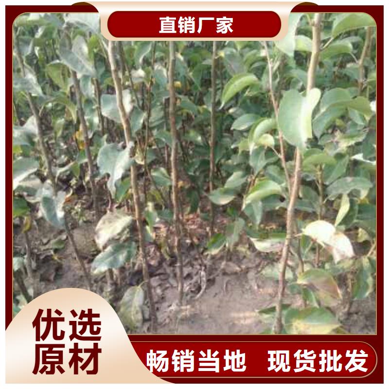 秋月梨樹(shù)苗出售
