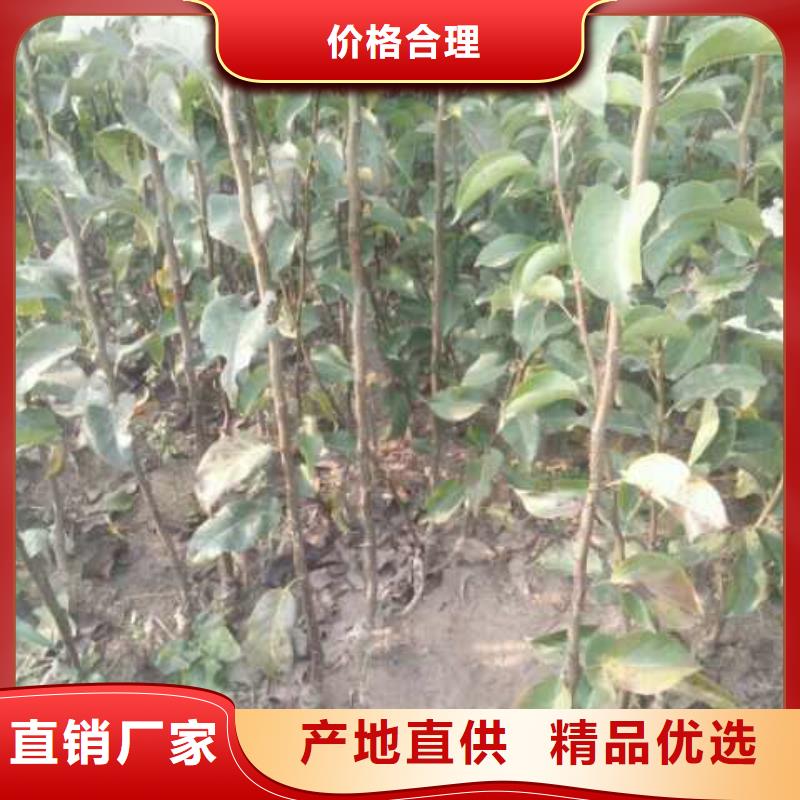 梨_新梨7號(hào)梨樹(shù)苗本地廠家值得信賴