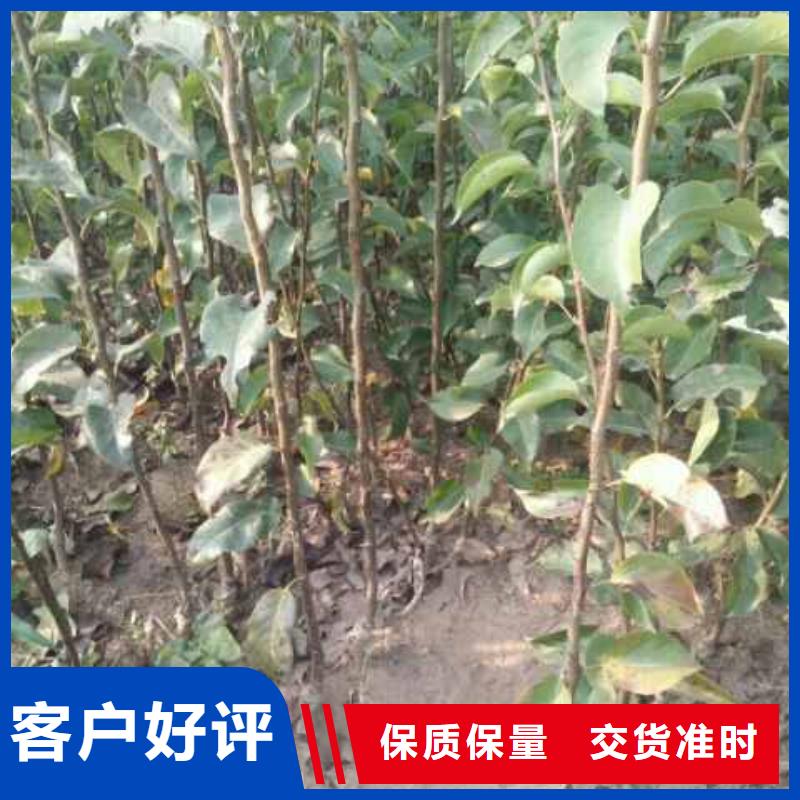 梨皇冠梨樹苗生產(chǎn)經(jīng)驗豐富