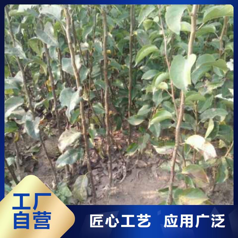 梨皇冠梨樹苗生產(chǎn)經(jīng)驗(yàn)豐富