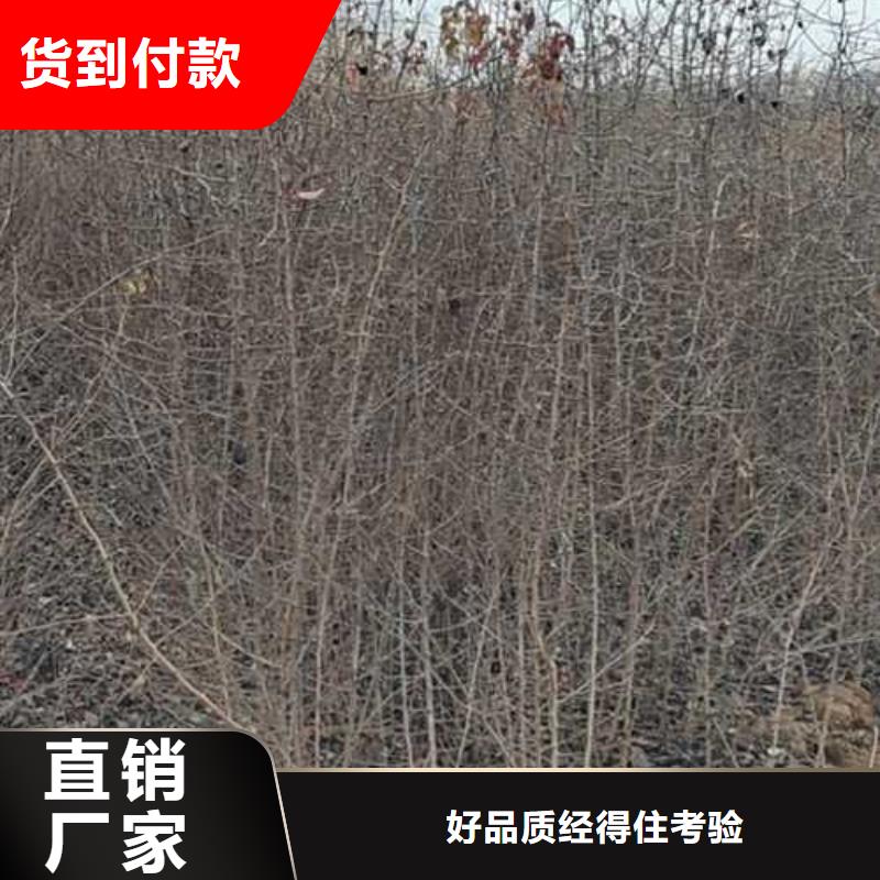 杜梨,奧紅一號梨苗性價比高