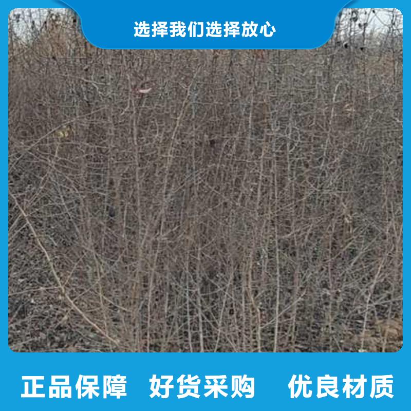 杜梨杜梨苗专注产品质量与服务
