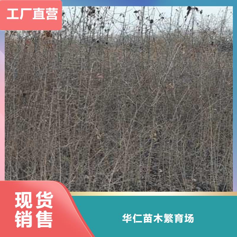 杜梨樹苗怎么買