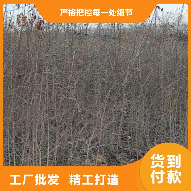杜梨山桃苗廠家直銷