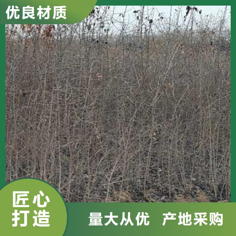 杜梨梨樹苗基地出貨及時(shí)