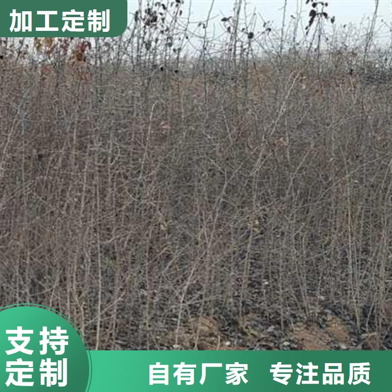 杜梨海棠苗生產(chǎn)經(jīng)驗(yàn)豐富