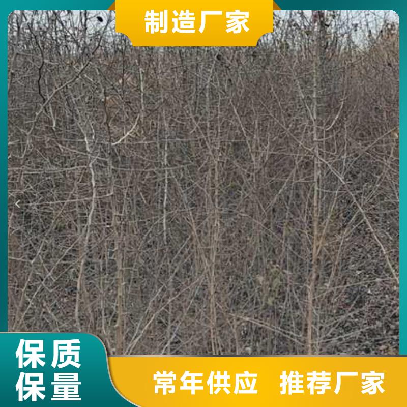 杜梨十四号桃树苗应用广泛
