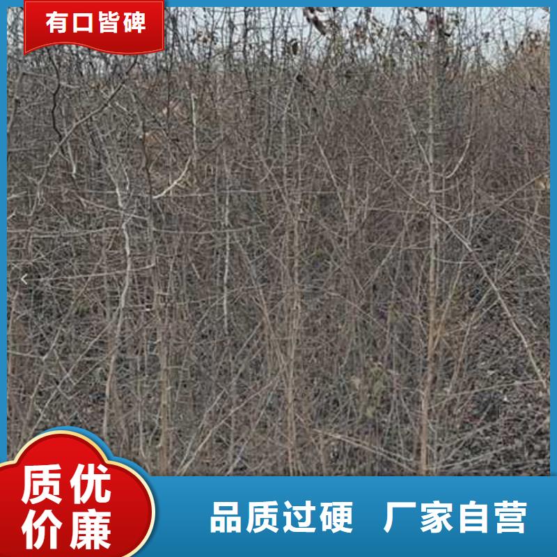 杜梨瑞蟠101桃樹苗快捷的物流配送