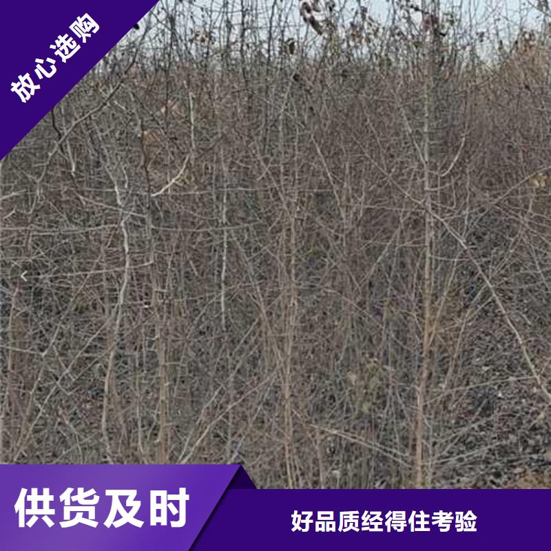 杜梨_海棠苗發(fā)貨及時(shí)