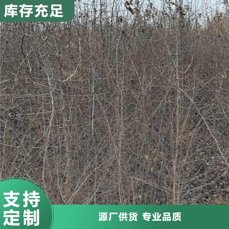 杜梨-山桃苗現(xiàn)貨快速采購(gòu)