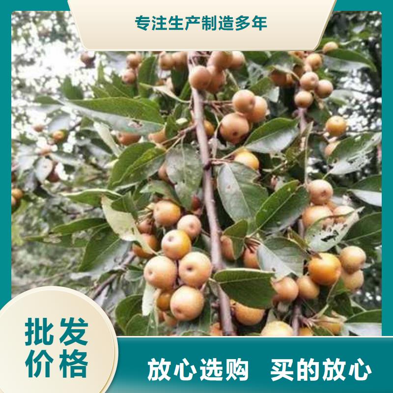 杜梨梨樹苗基地出貨及時