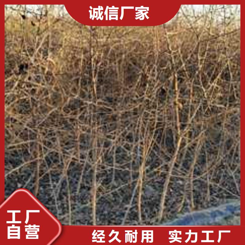 杜梨山桃苗厂家直销