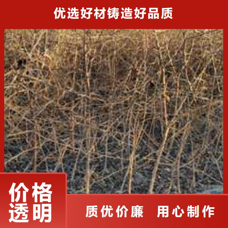 杜梨红香酥梨树苗选择我们没错