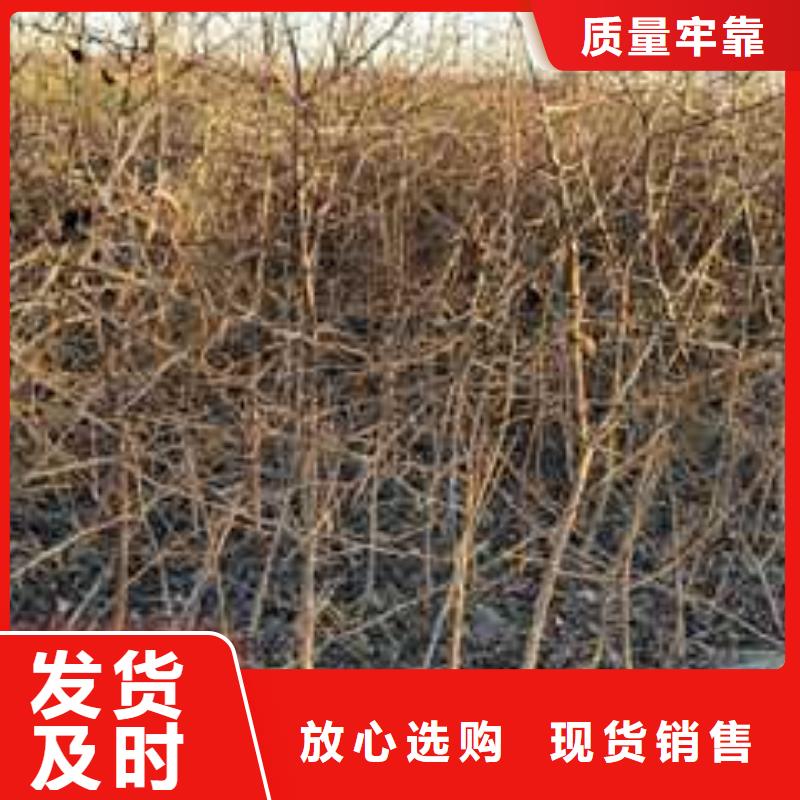 杜梨秋月梨樹苗好品質(zhì)經(jīng)得住考驗