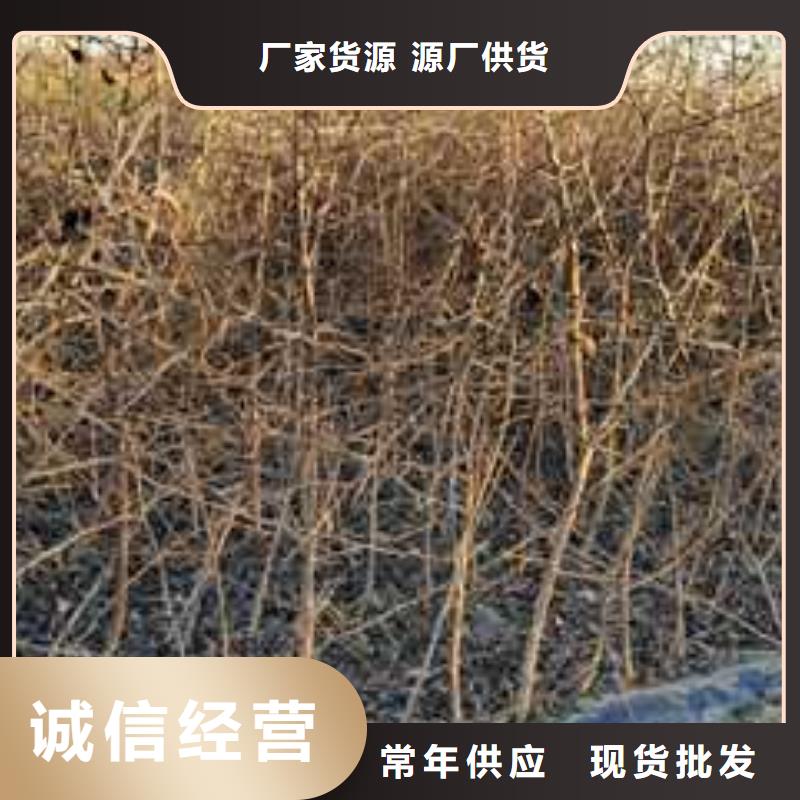 杜梨香酥梨树苗优质工艺