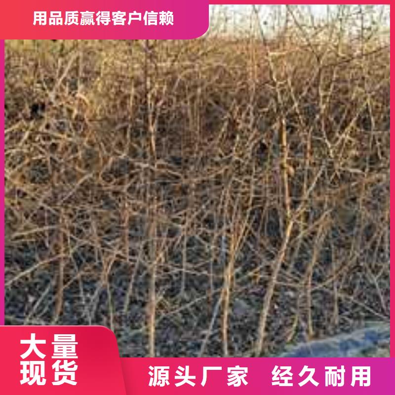 杜梨山桃苗廠家直銷