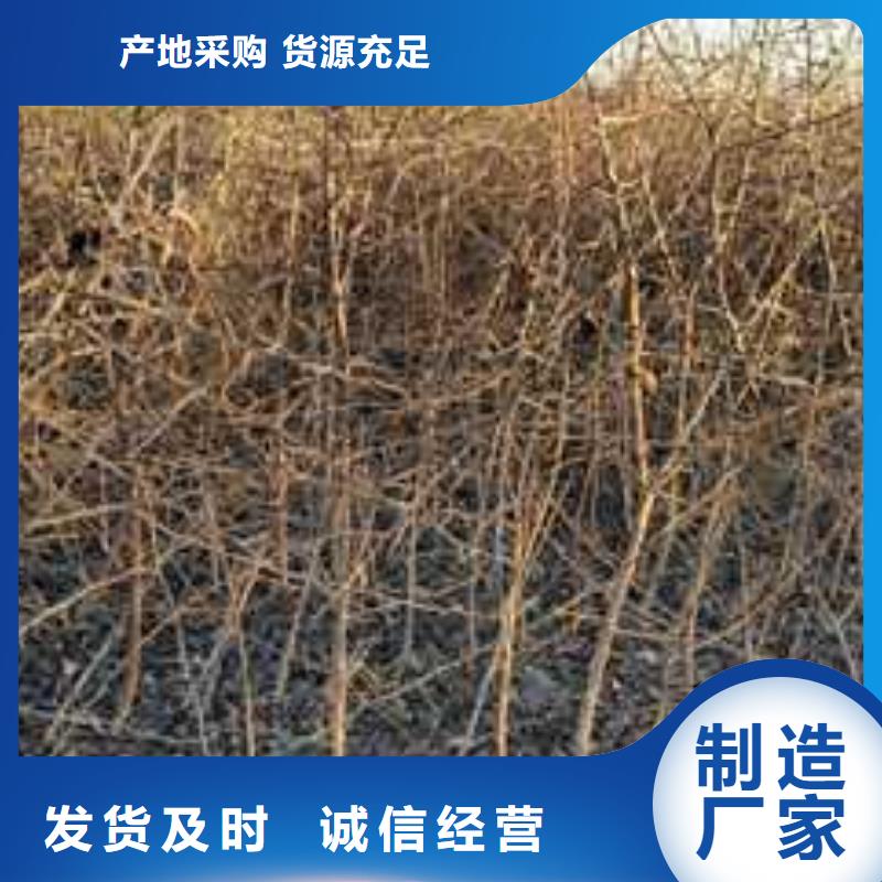 杜梨-黃冠梨樹苗訂制批發(fā)