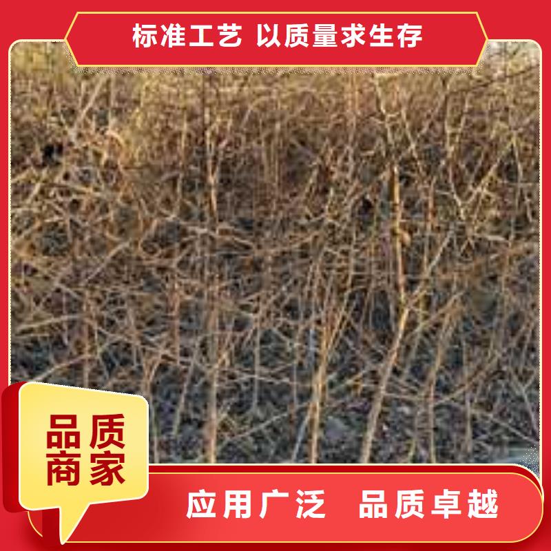 杜梨梨樹苗嚴選材質(zhì)