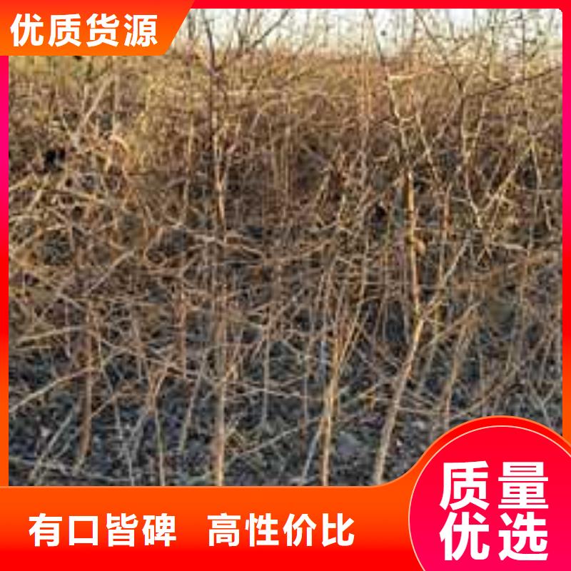 杜梨黃冠梨樹苗現(xiàn)貨充裕