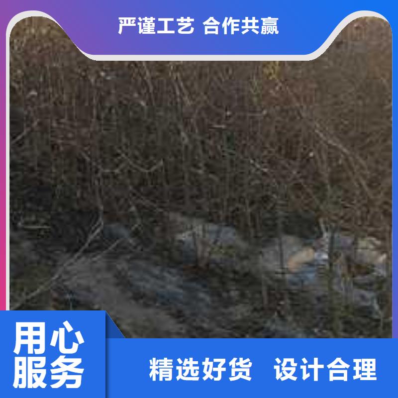杜梨苗畝產(chǎn)多少