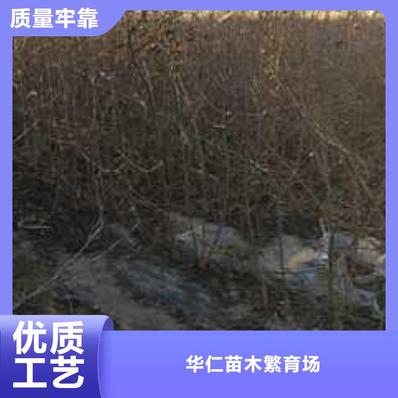 杜梨,奧紅一號梨苗性價比高
