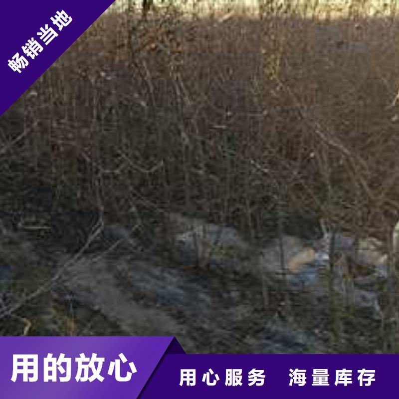 杜梨秋月梨樹苗好品質(zhì)經(jīng)得住考驗