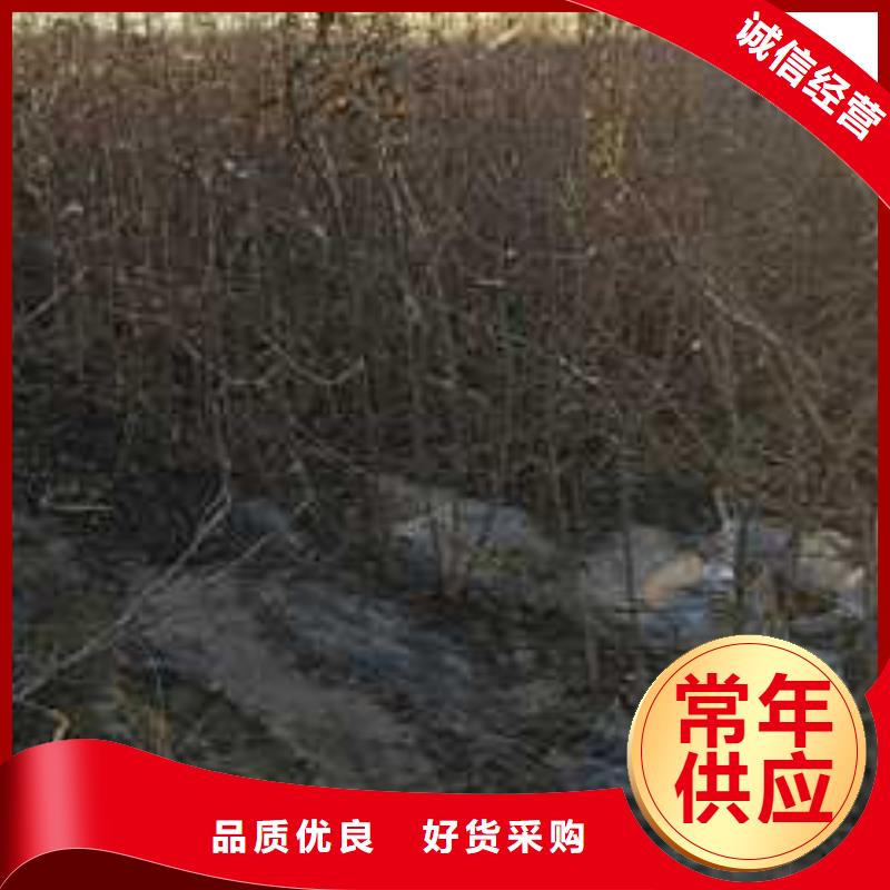杜梨瑞蟠101桃树苗品质值得信赖