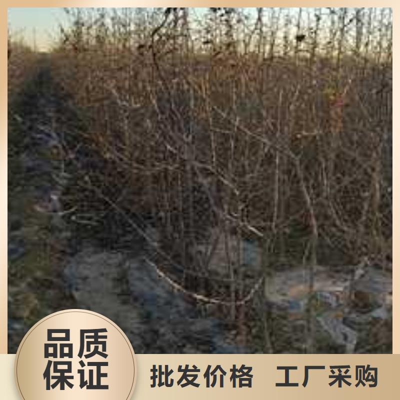 杜梨海棠苗來圖加工定制