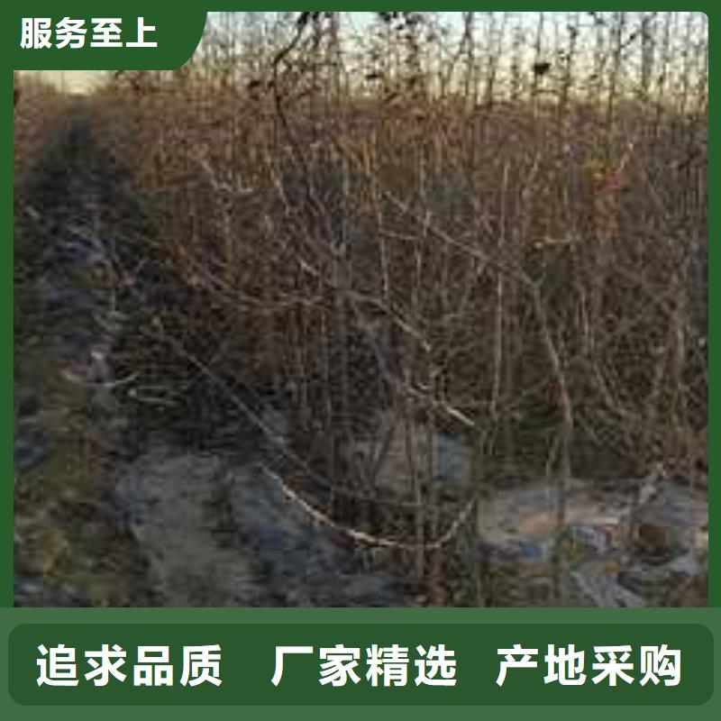杜梨梨樹苗基地出貨及時