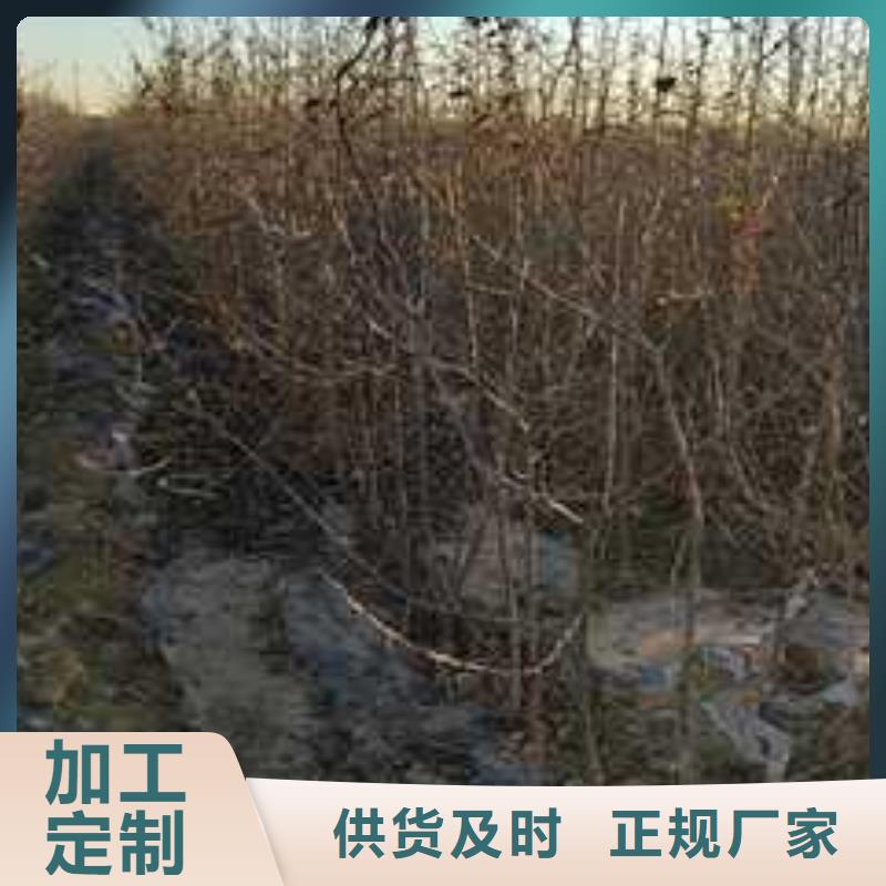 杜梨_毛桃苗厂家案例
