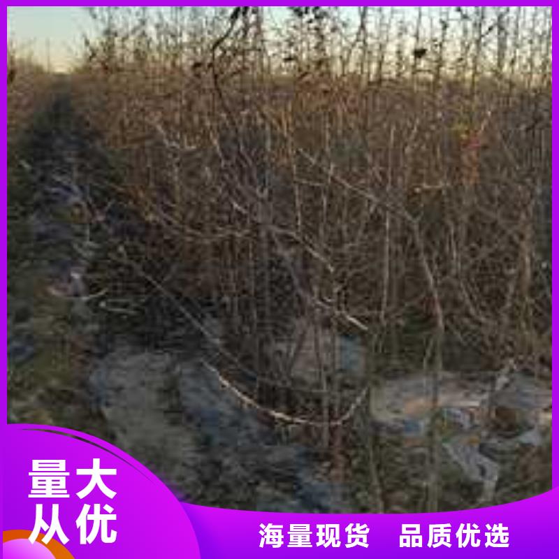杜梨香酥梨树苗厂家直销售后完善