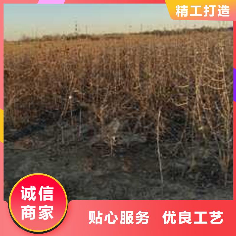 杜梨香酥梨树苗值得信赖