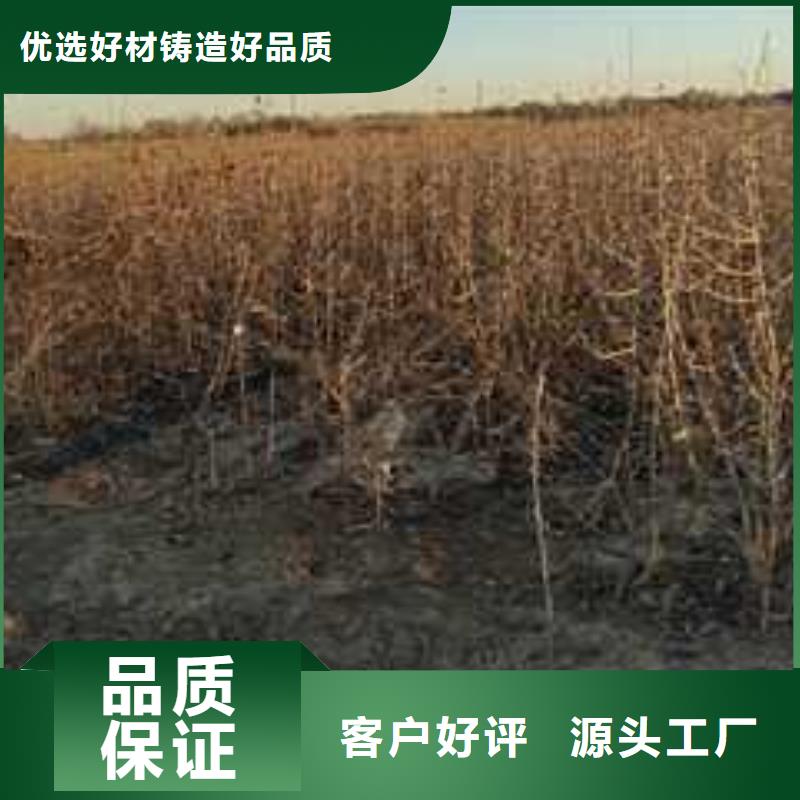 杜梨_海棠苗發(fā)貨及時