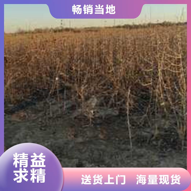 杜梨桃樹苗敢與同行比服務