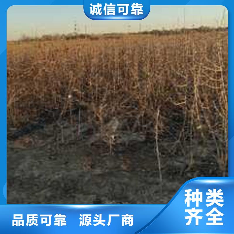 杜梨红香酥梨树苗选择我们没错