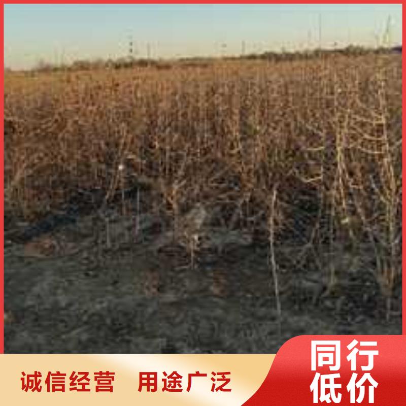 杜梨,奧紅一號梨苗性價比高