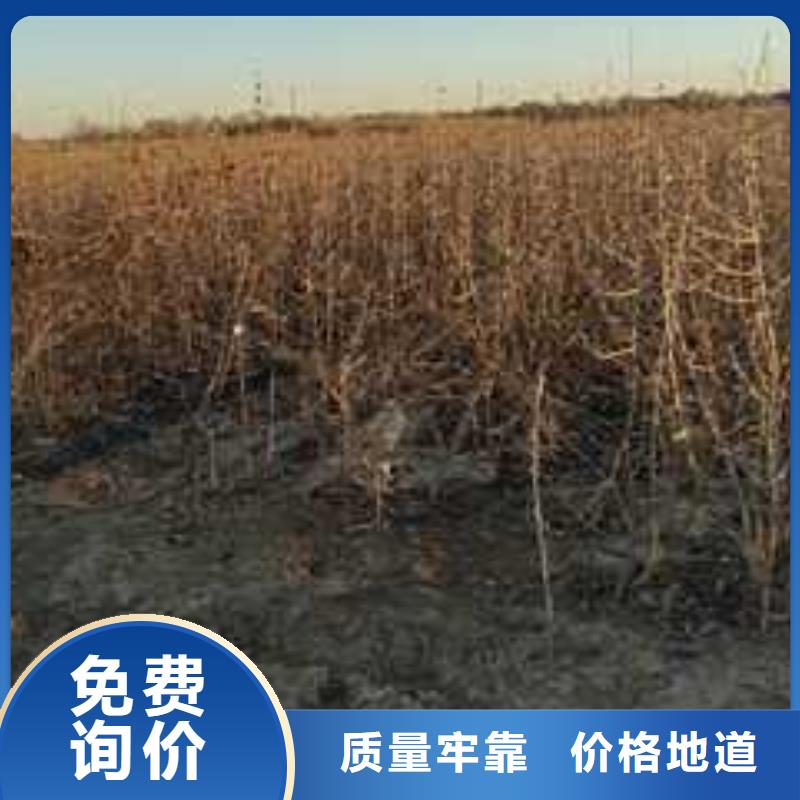 杜梨梨樹苗嚴(yán)選材質(zhì)