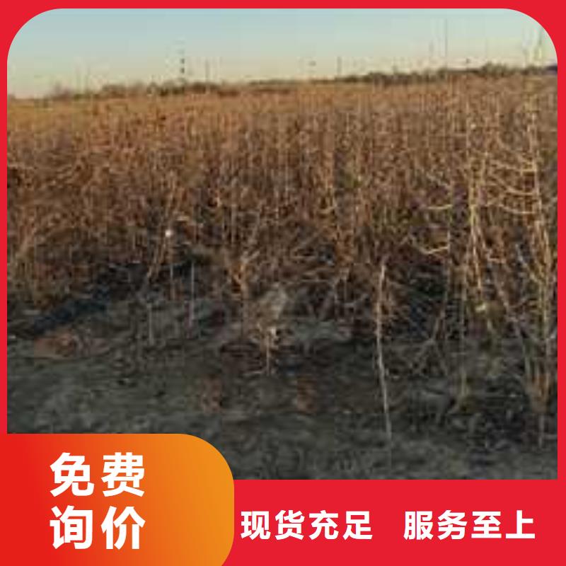 杜梨玉露香梨樹(shù)苗品質(zhì)商家