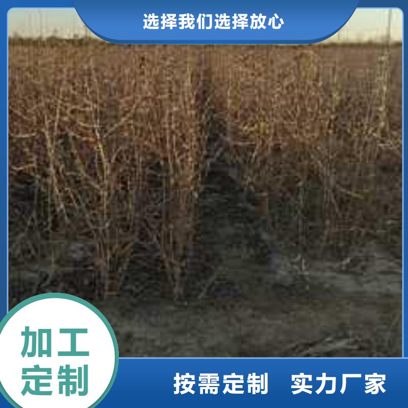 杜梨梨樹苗基地出貨及時