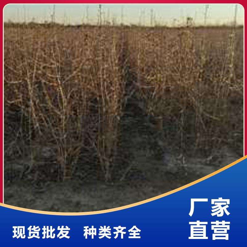 杜梨山桃苗放心得選擇