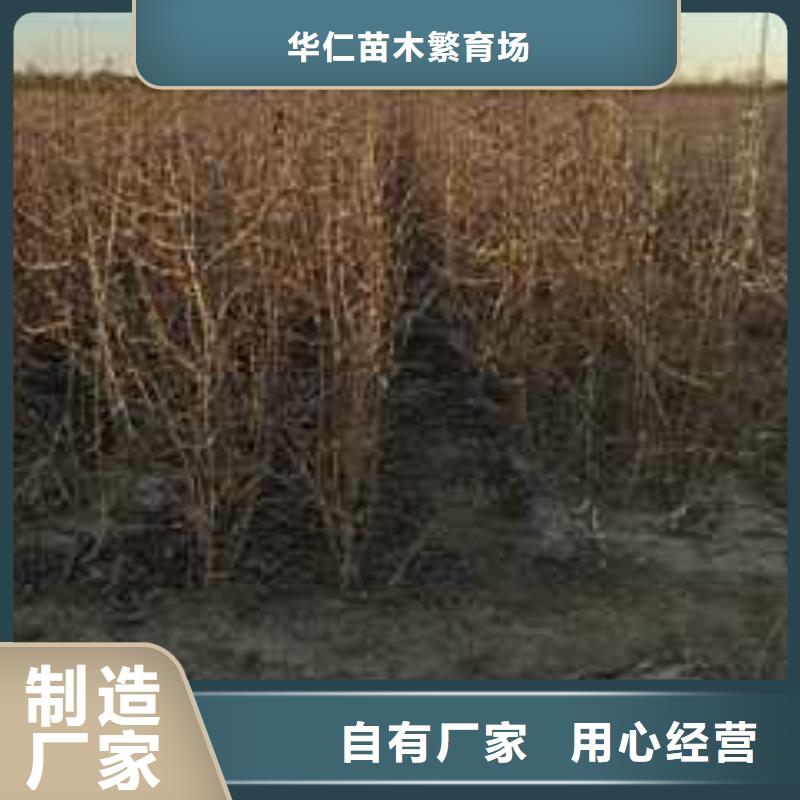 杜梨瑞蟠101桃樹(shù)苗一對(duì)一為您服務(wù)