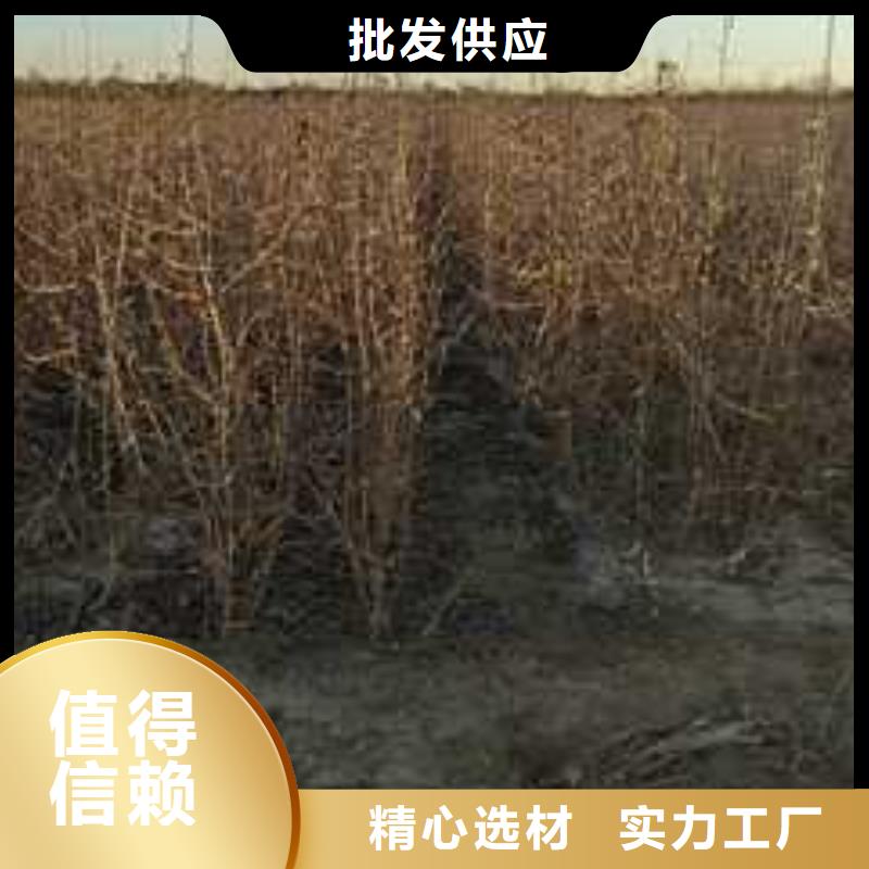 杜梨梨樹苗基地庫存充足