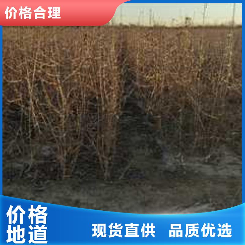 杜梨香酥梨樹苗專業(yè)品質(zhì)