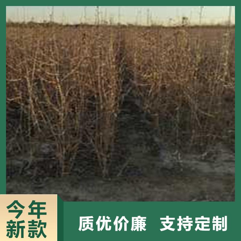 杜梨海棠苗來圖加工定制