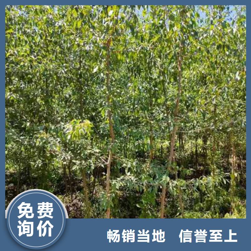 杜梨山桃苗放心得選擇