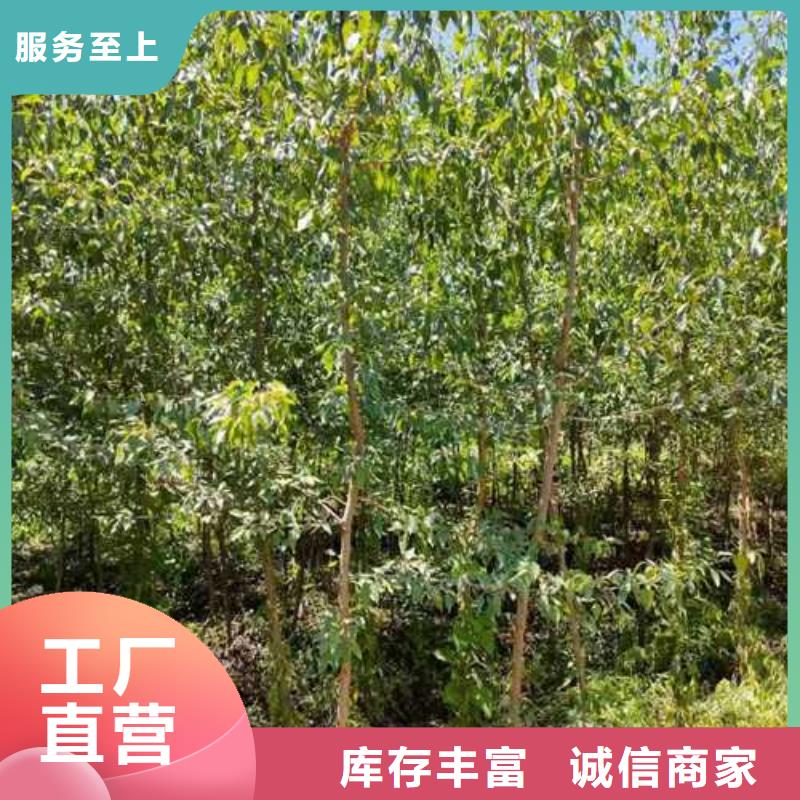 杜梨苗畝產(chǎn)多少
