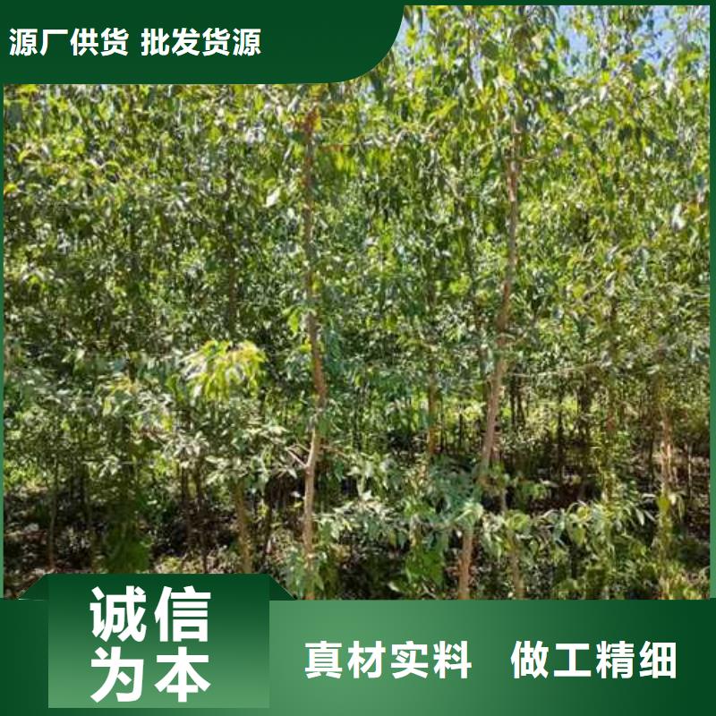 杜梨香酥梨树苗优质工艺
