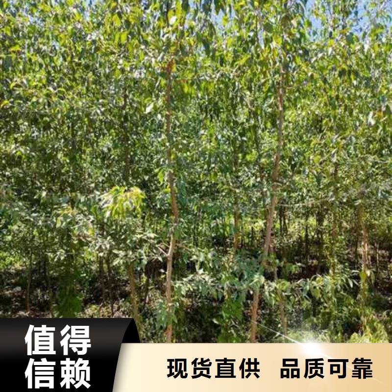 杜梨山桃苗放心得選擇